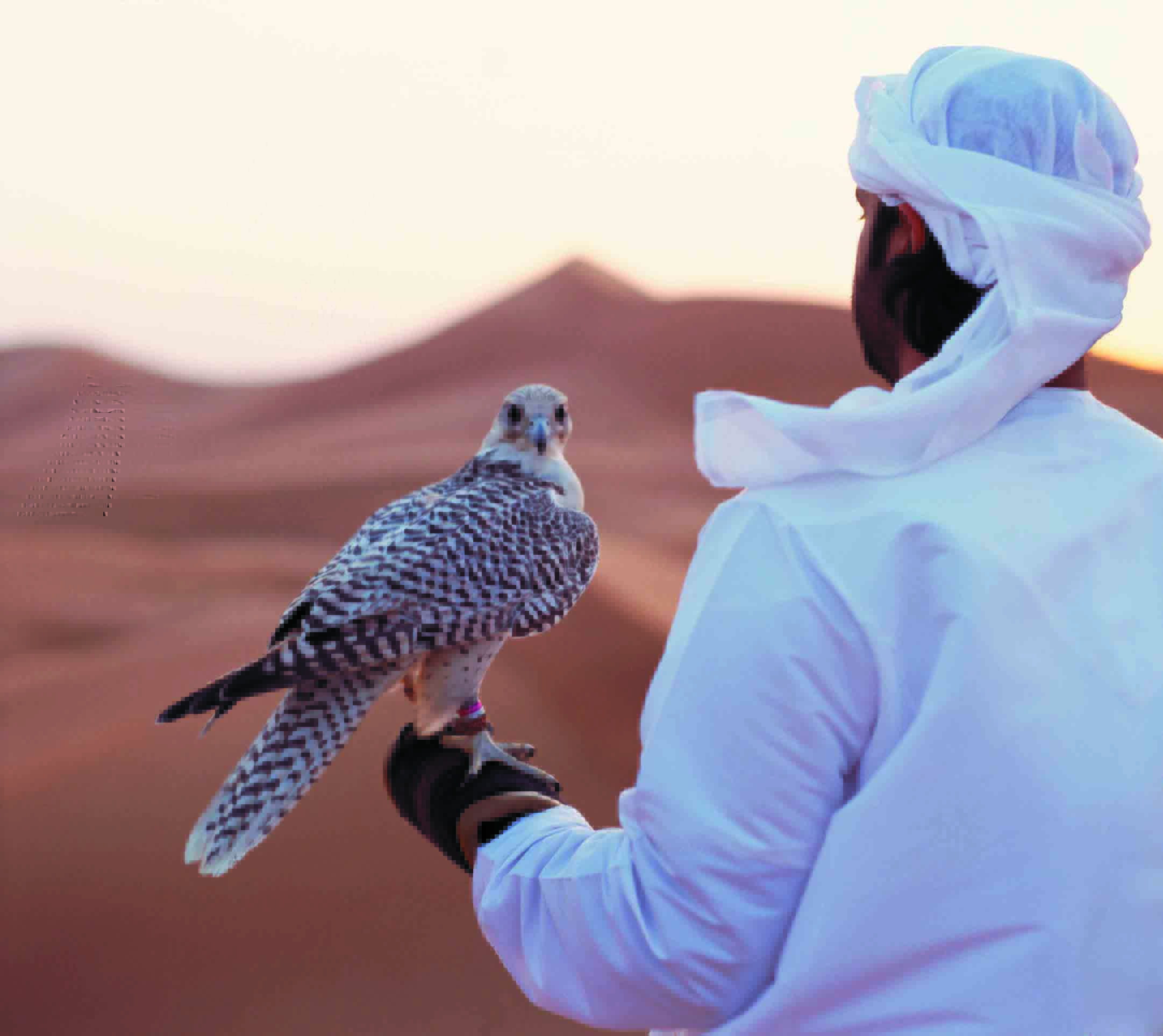 Falconry