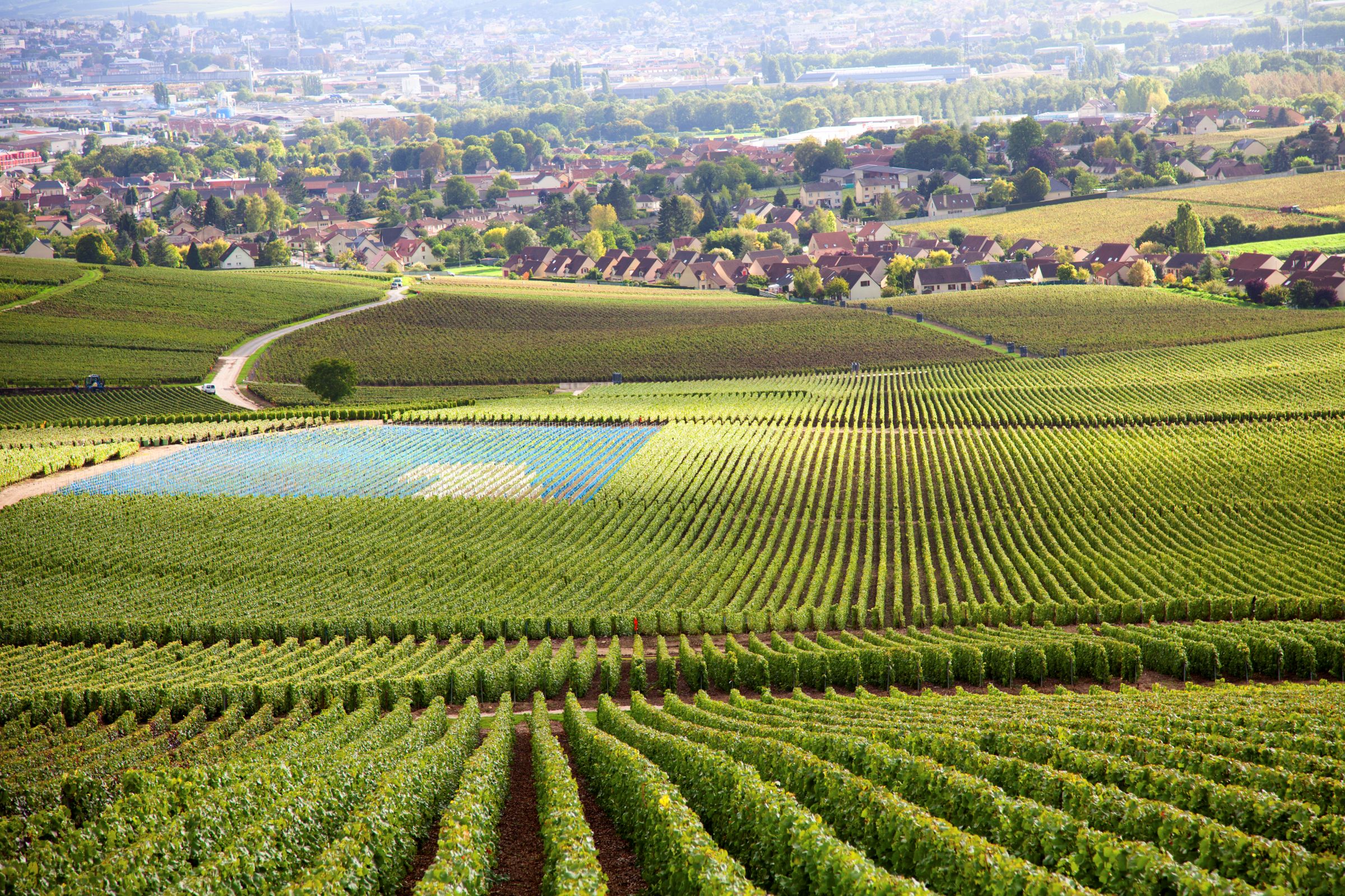 France Wine Tour Burgundy