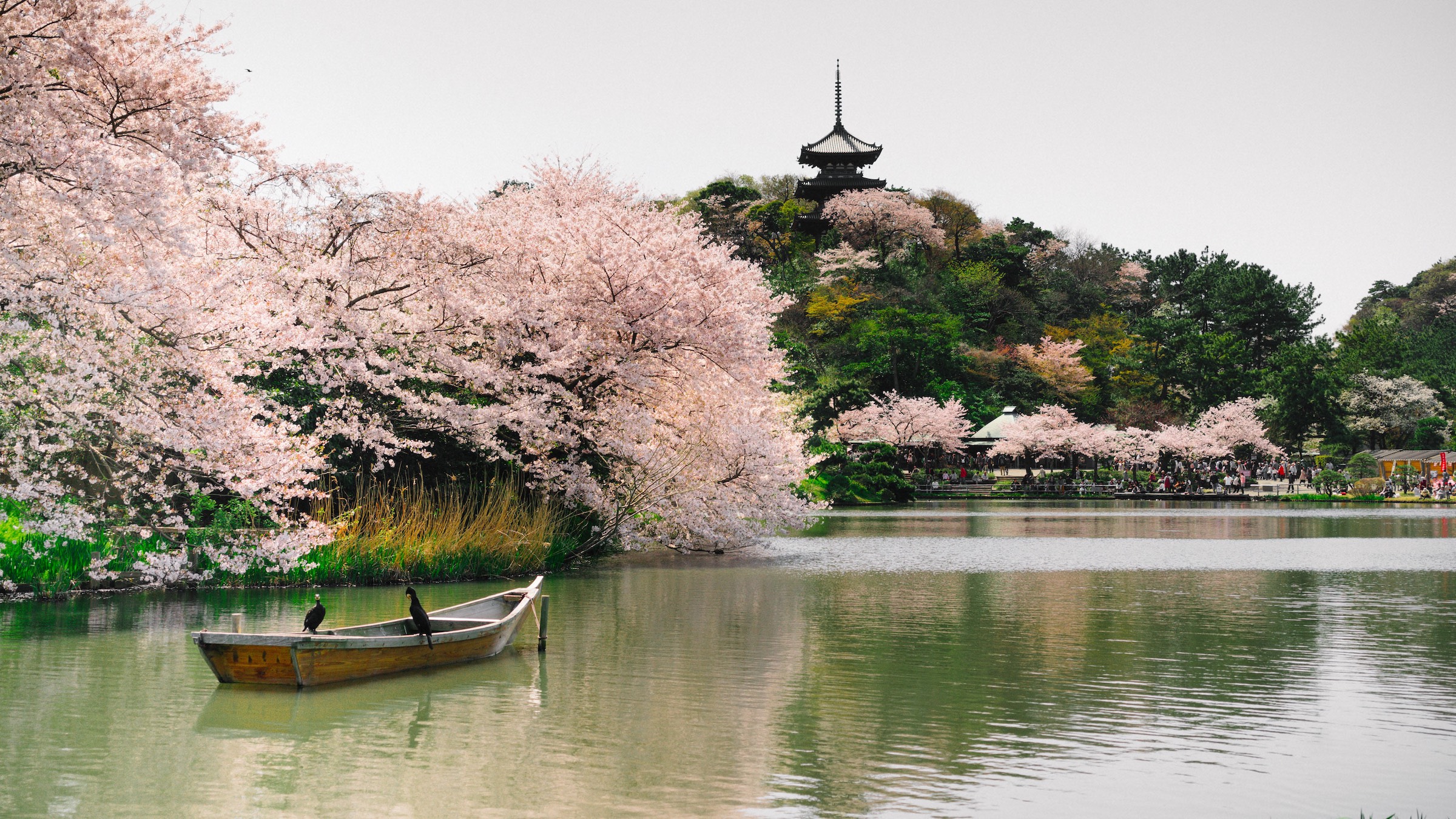 Best Time to Travel to Japan - Seasons in Japan - Ker & Downey - Cherry Blossoms