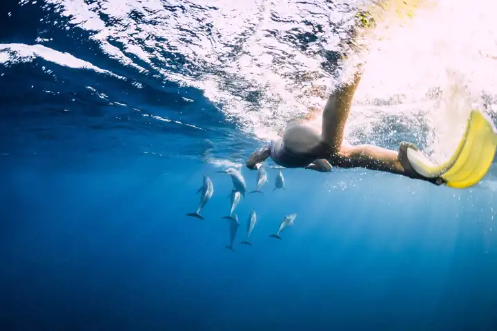 Azores Bucket List 15 Best Things To Do In The Azores 14. Swim With Dolphins