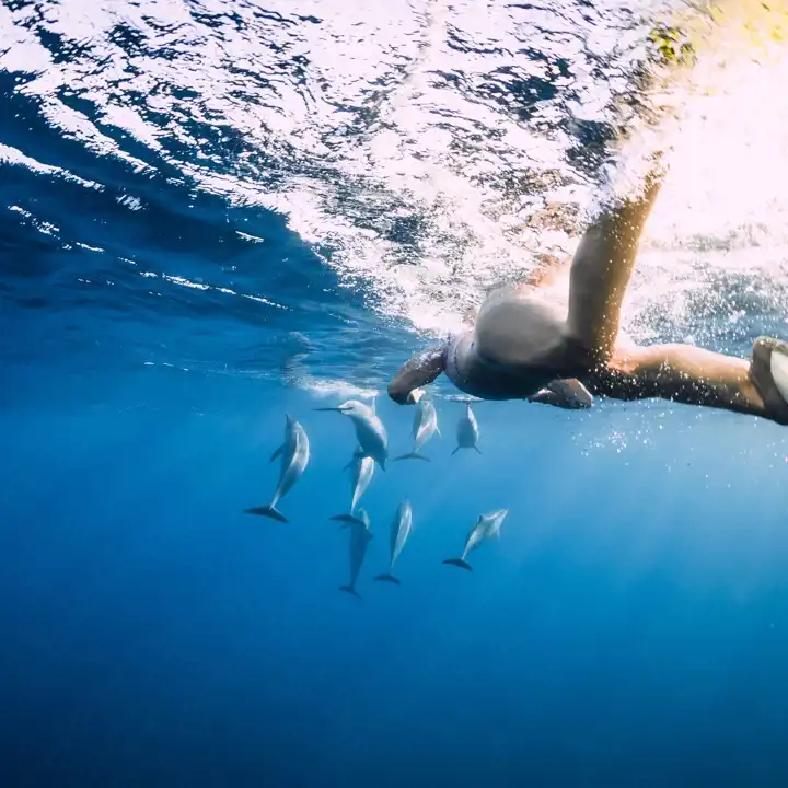 Azores Bucket List 15 Best Things To Do In The Azores 14. Swim With Dolphins