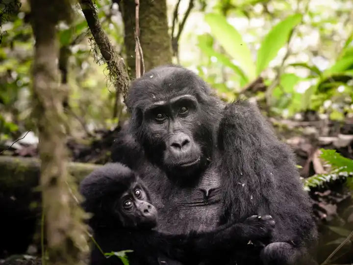 Website Uganda Hero Image Sanctuary Gorilla Forest Camp