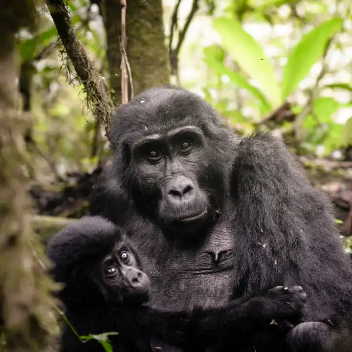 Website Uganda Hero Image Sanctuary Gorilla Forest Camp