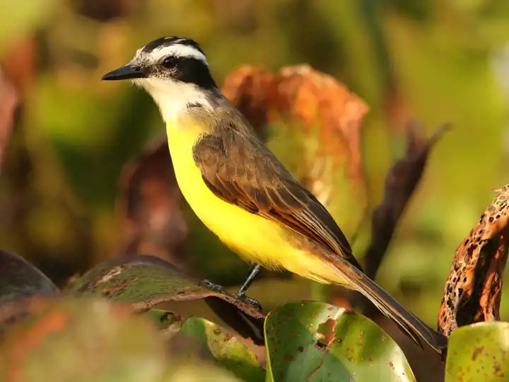 Birding In The Pantanal Brazil
