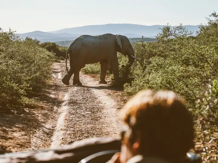 African Safari With Ker & Downey