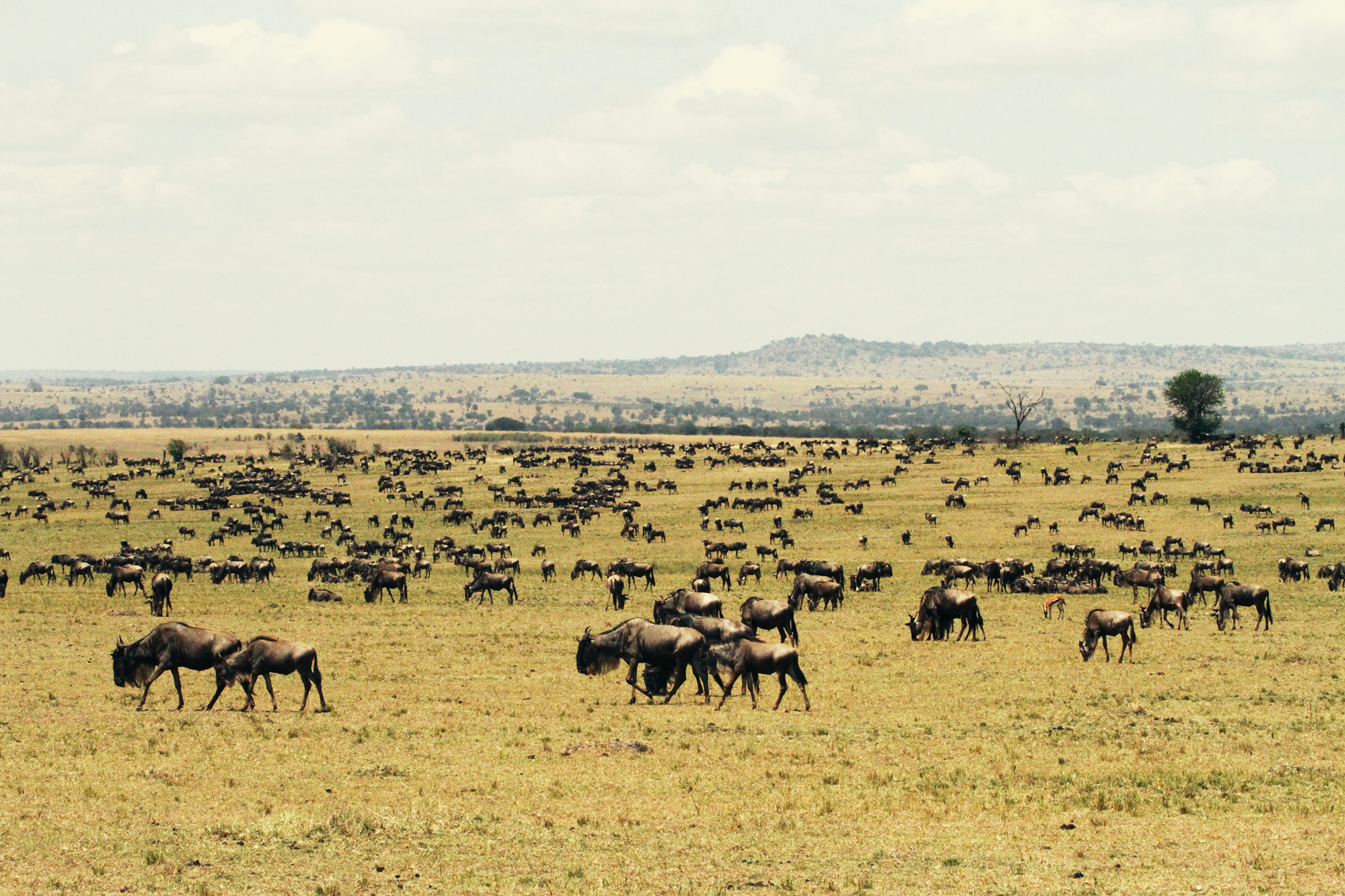 calving season in the Serengeti