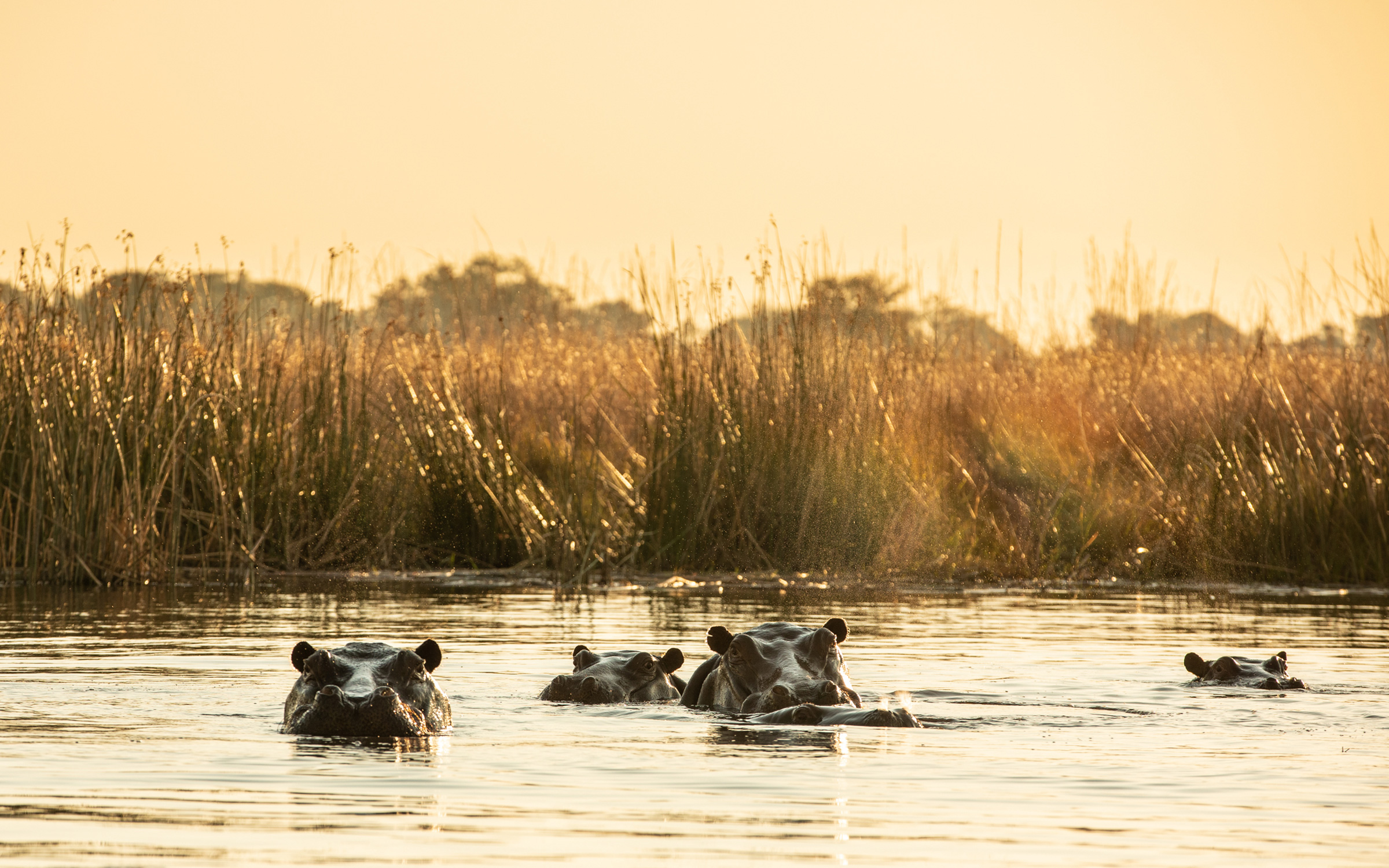 Hippos swimming on a Botswana Luxury Safari
