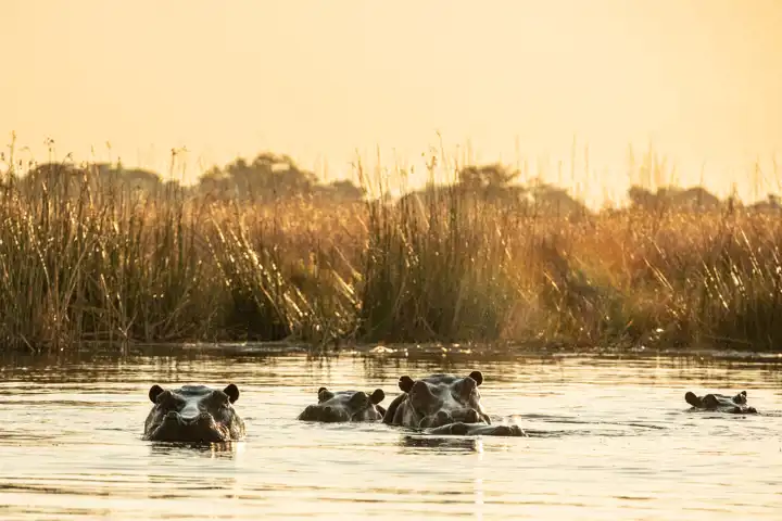 A Botswana Luxury Safari FEATURE Selinda