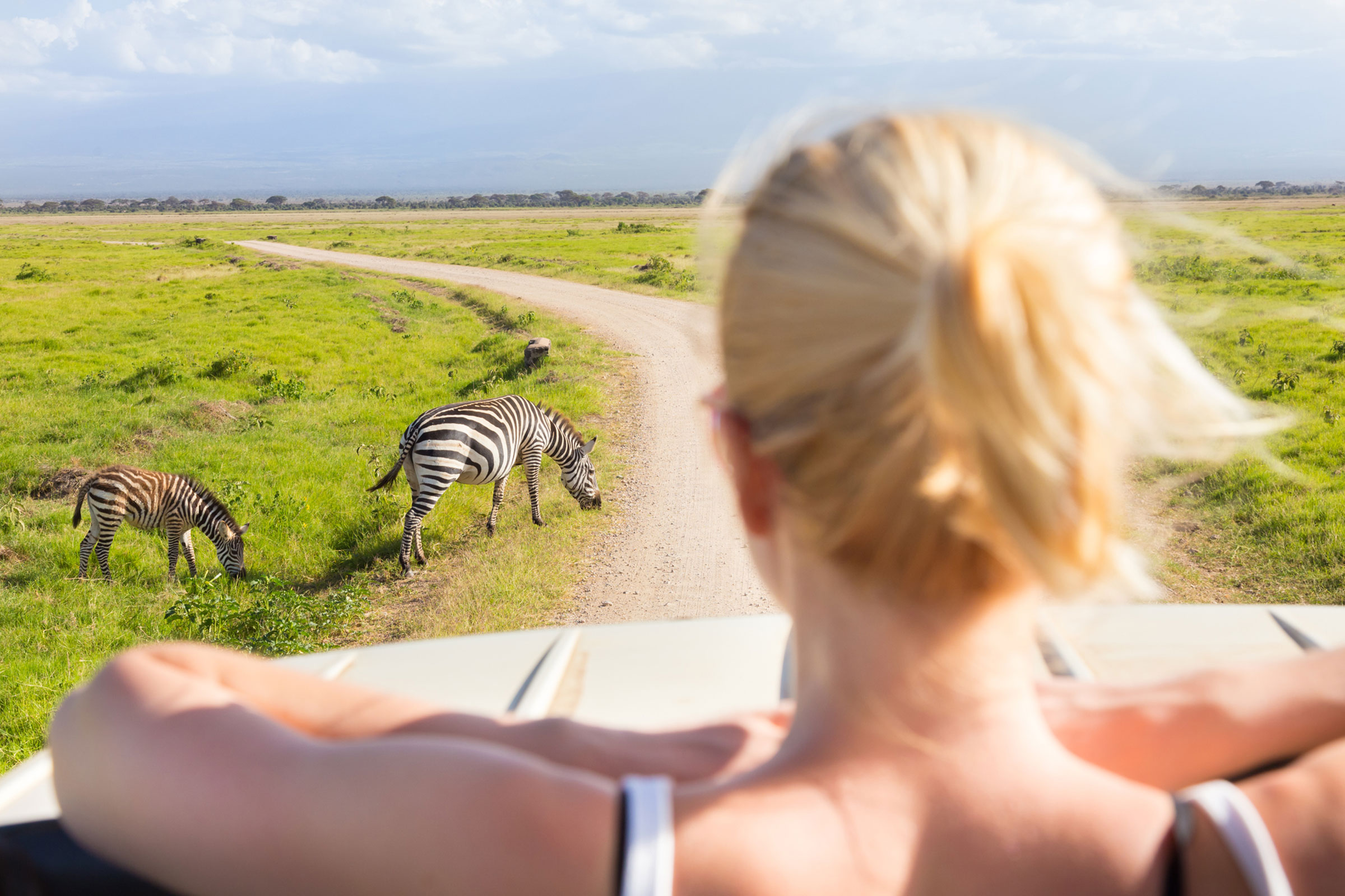 zebras on South African safari