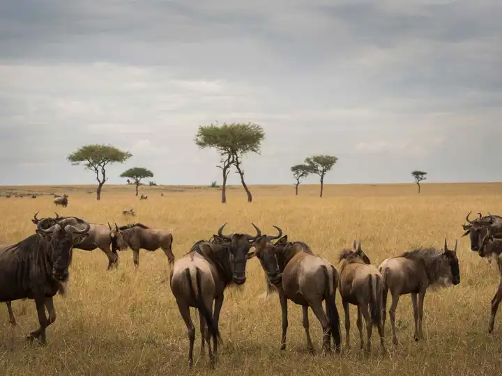 Serengeti Eliza Deacon Sayarimr