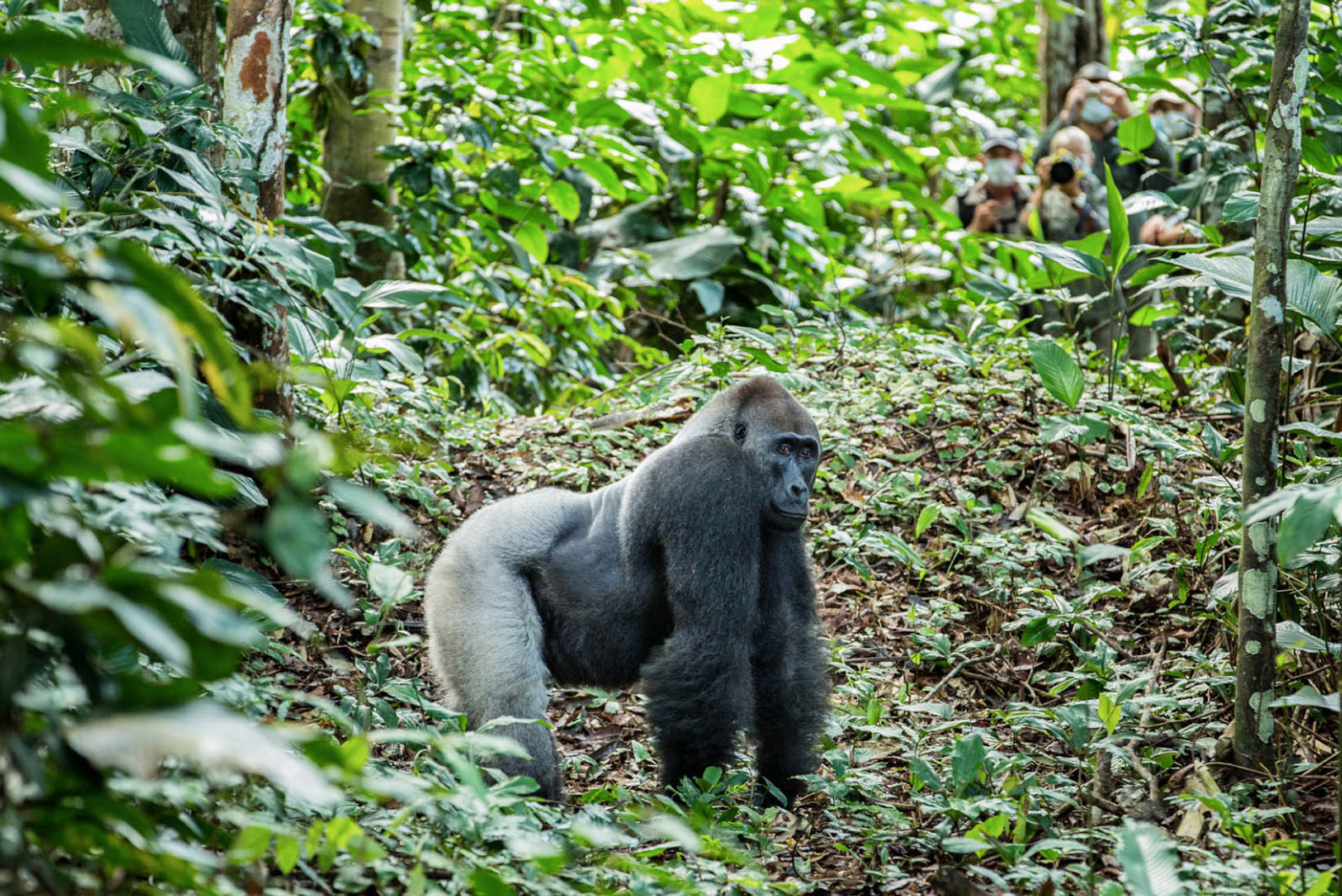 Republic_of_Congo_Gorilla