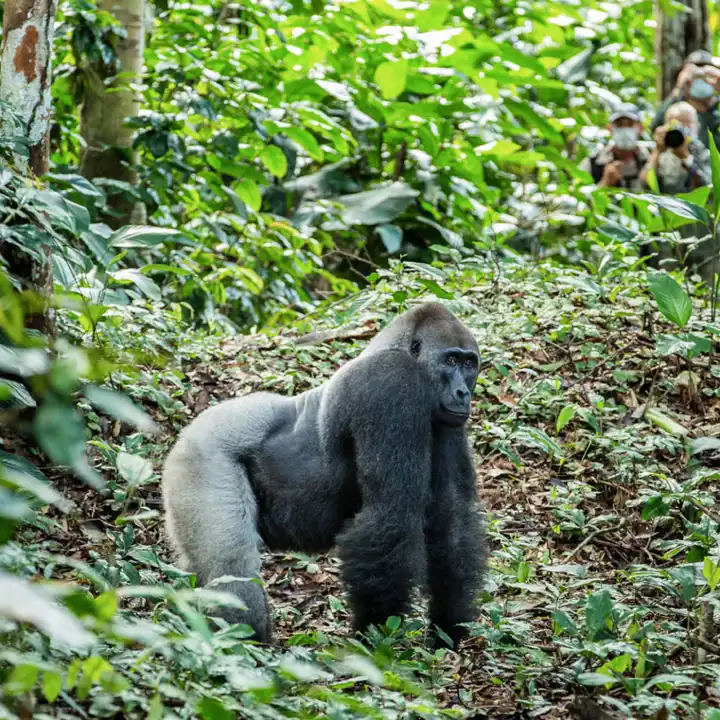 Republic_of_Congo_Gorilla