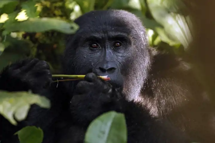The Uganda Primate Safari Adventure FEATURE