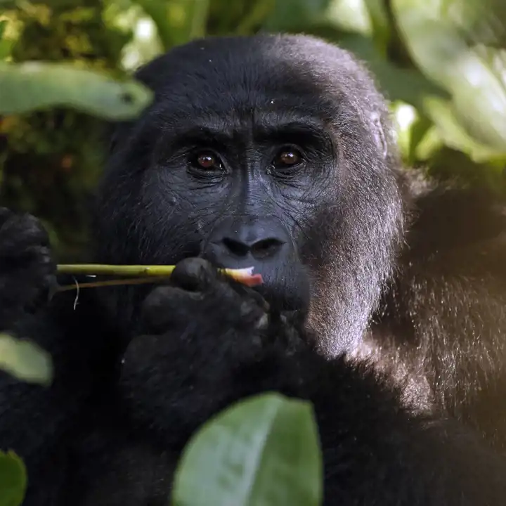The Uganda Primate Safari Adventure FEATURE
