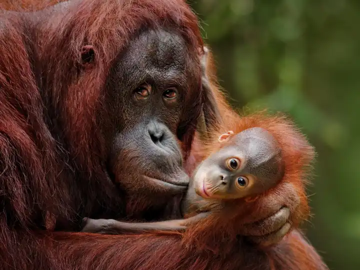 Borneo Eco Adventure HERO