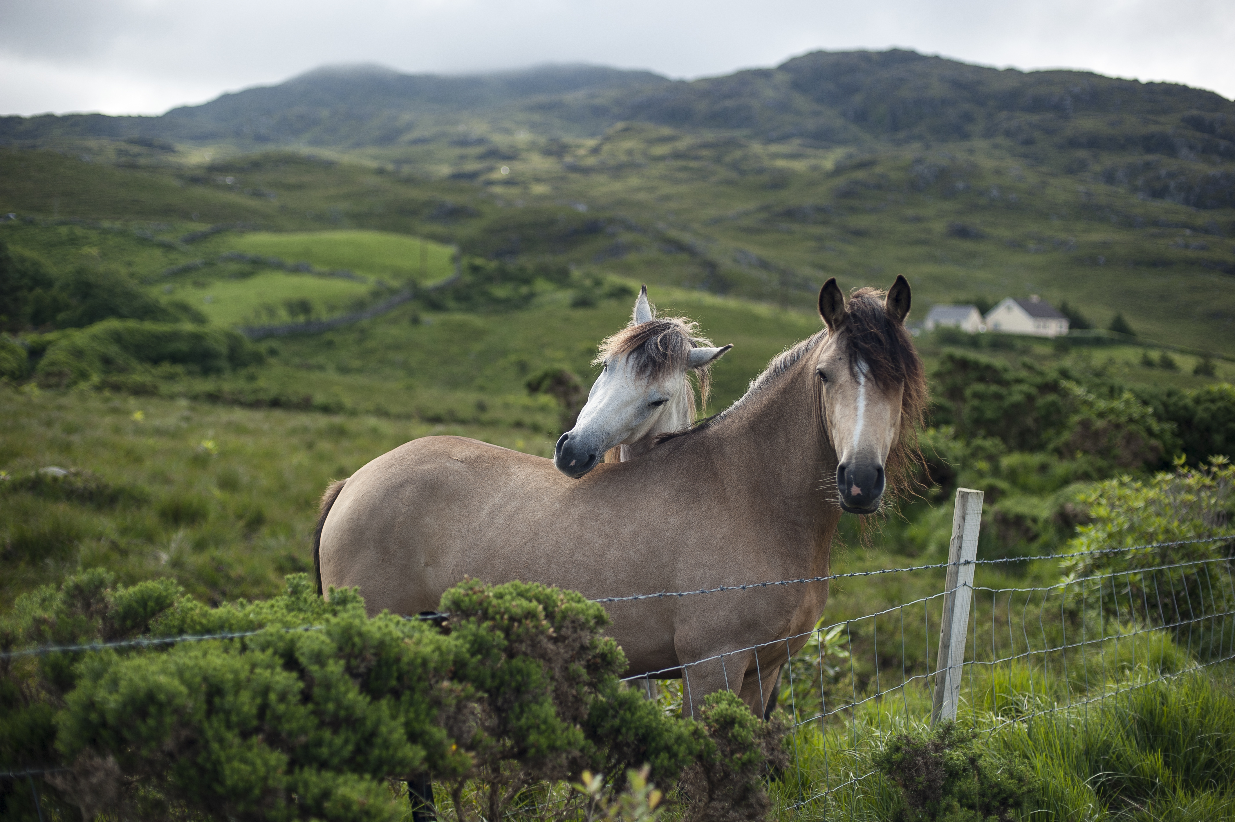 Ireland-Horses