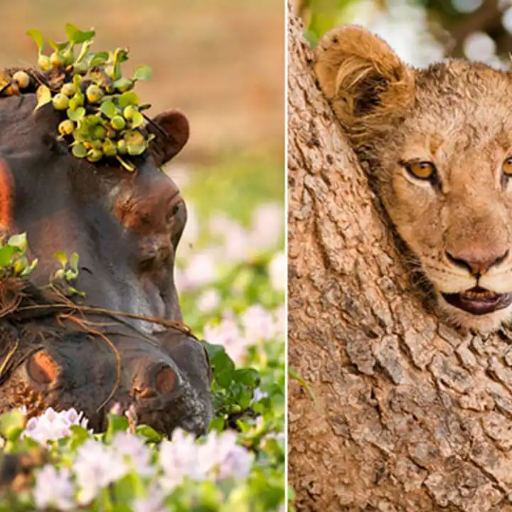 Luxury Zambian Safari Ker Downey 7