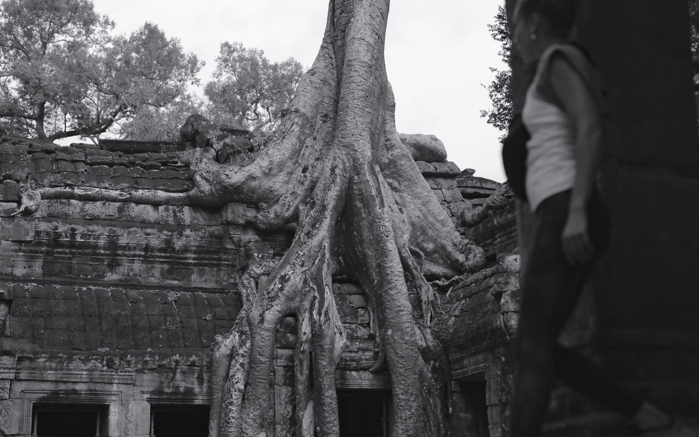 Cambodia temples ta prohm