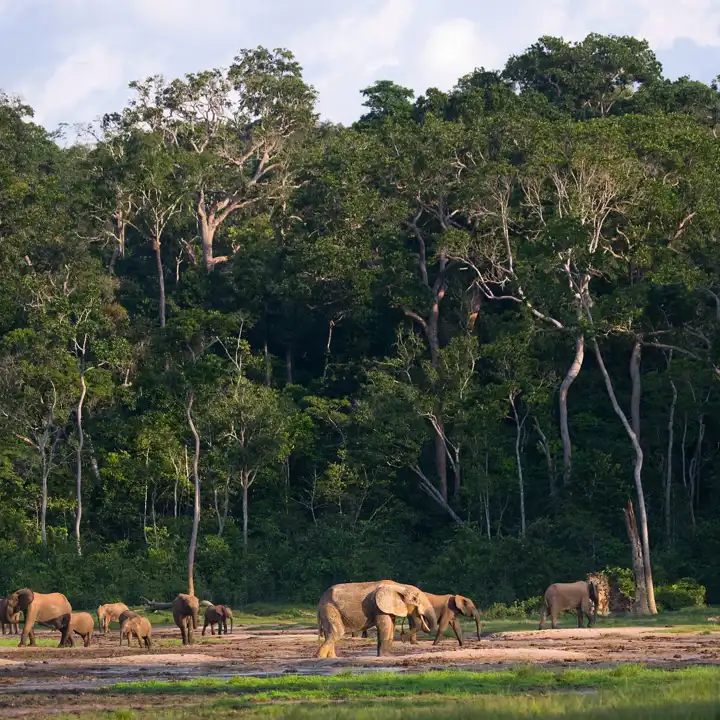 Republic_of_Congo_Elephants