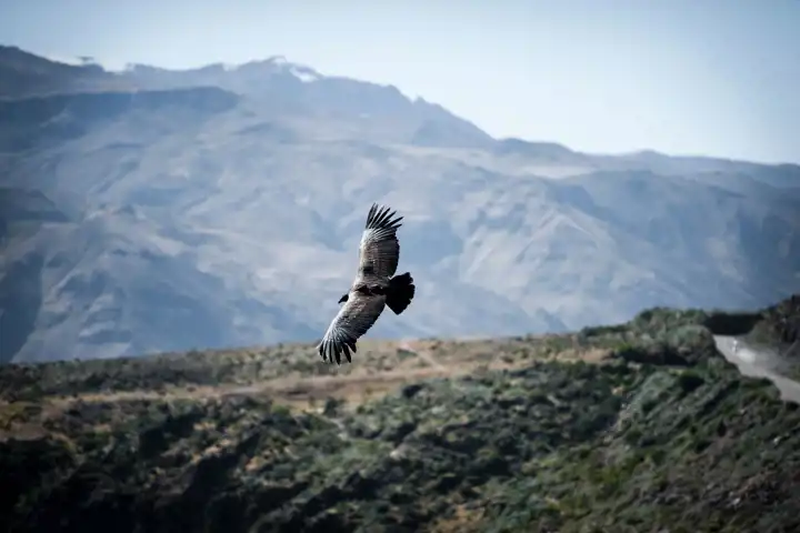 Andean Condor Soaring