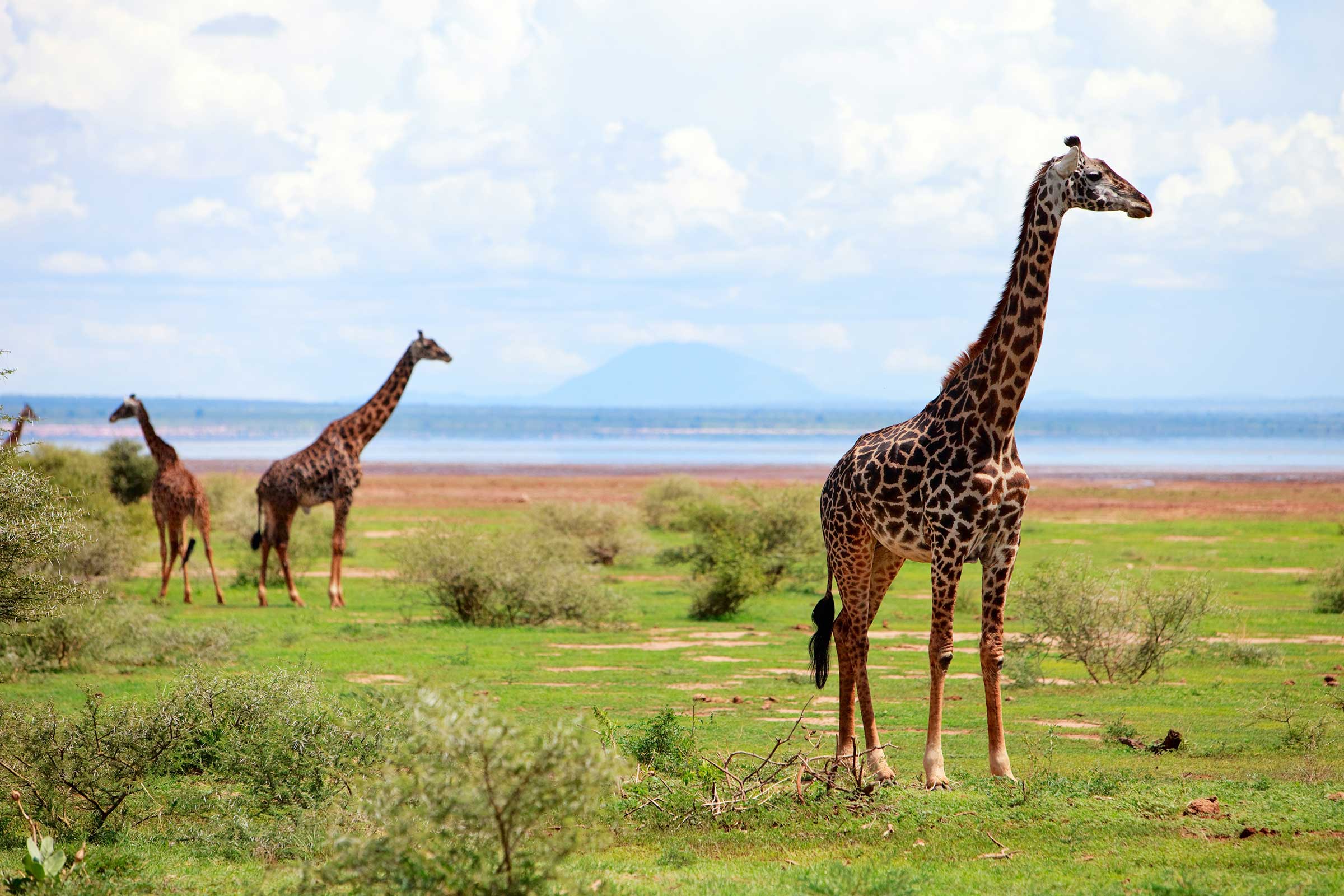 Tanzania Safari Arusha