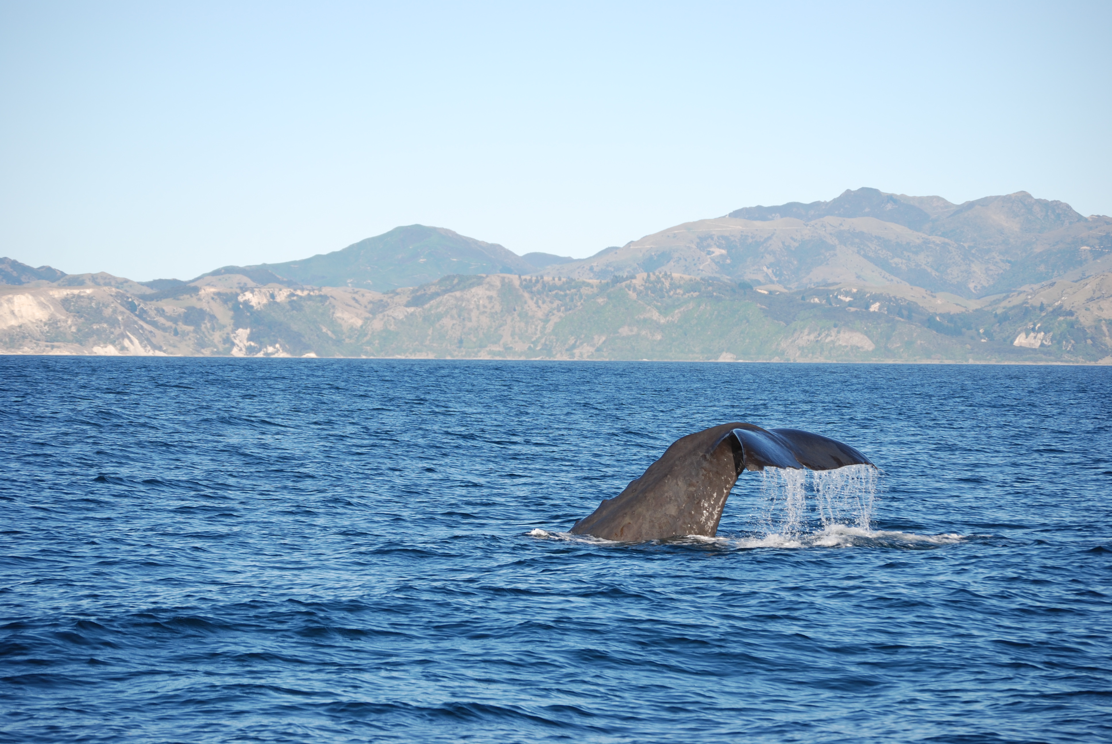 Best Time to Travel to New Zealand - Kaikōura&nbsp;Whale Watching in Spring - Ker & Downey World Travel