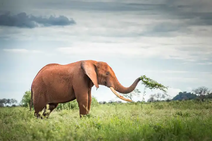 Elephant In Kenya Luxury Safari