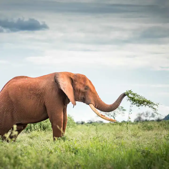 Elephant In Kenya Luxury Safari