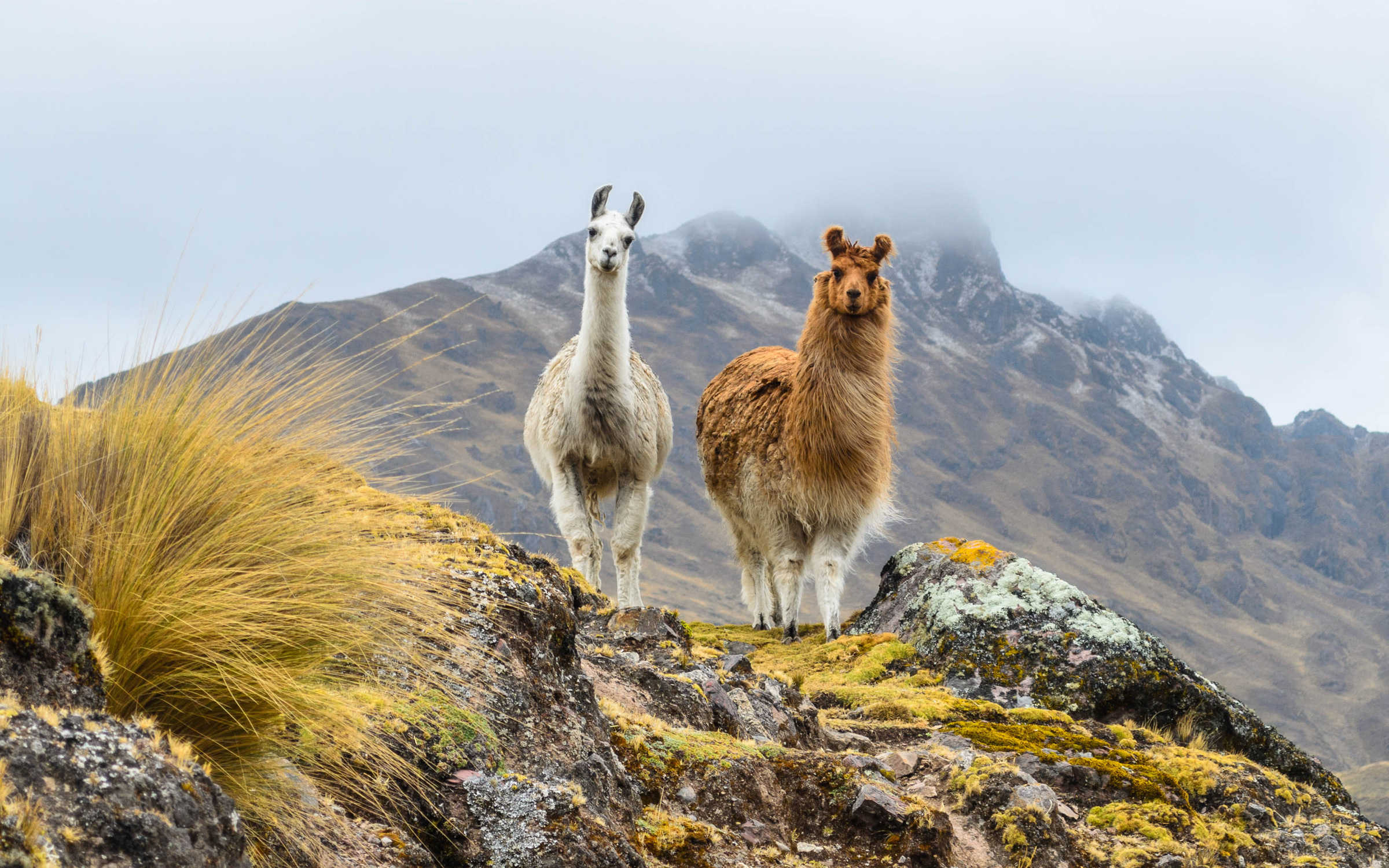 llamas