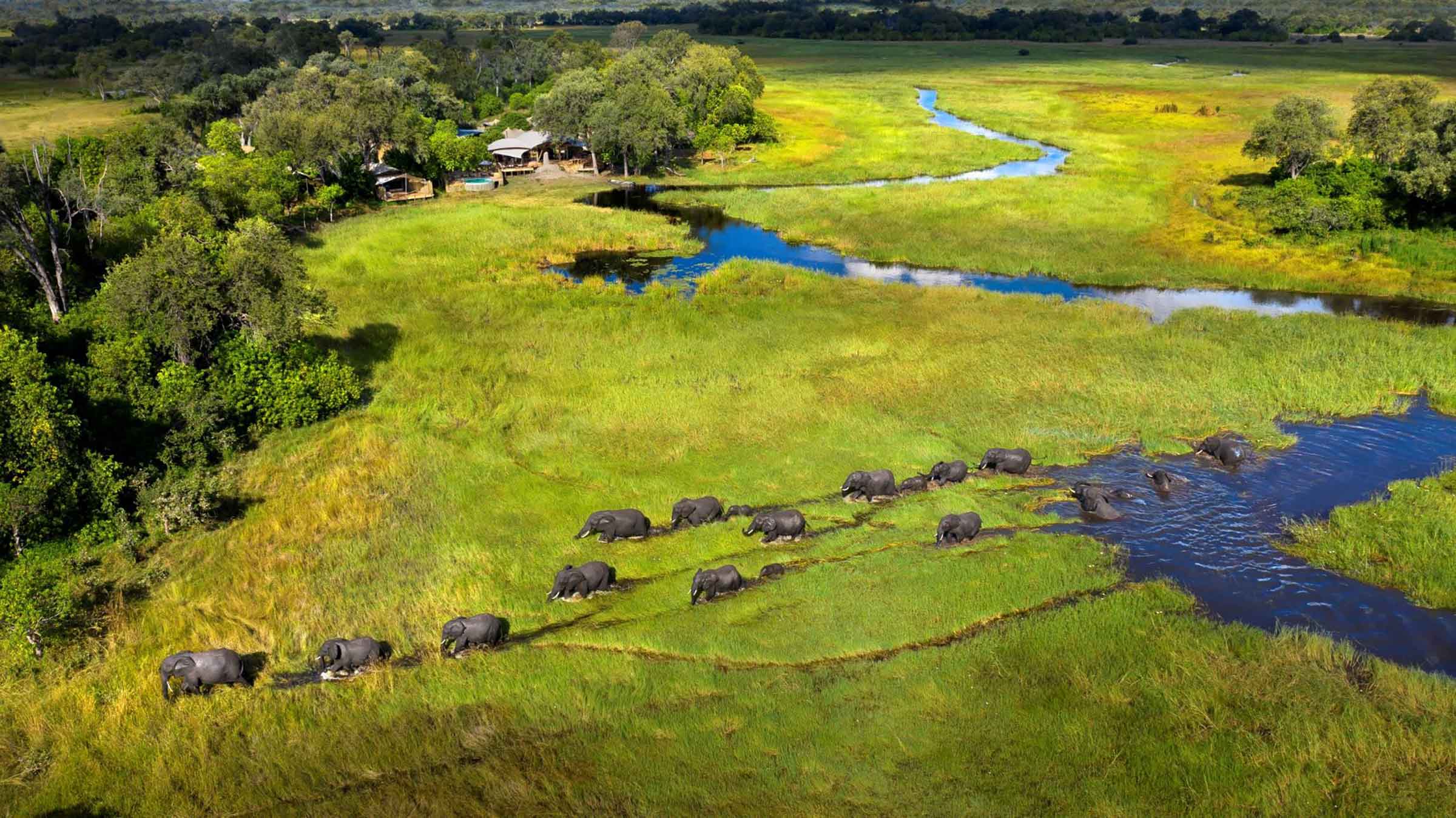 khwai leadwood elephants more game reserve botswana safari