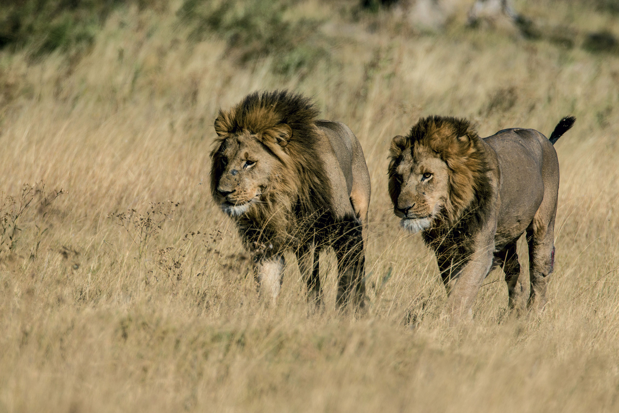 Selinda Camp - Great Plains Conservation - Ker & Downey