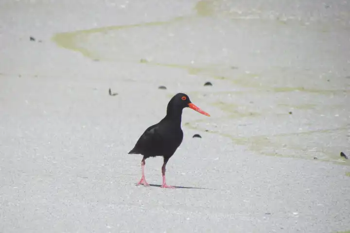 Oystercatcher Trail