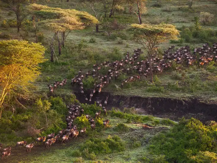Calving Season Great Migration Mwiba Lodge