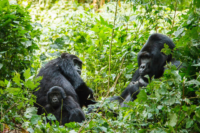 Gorilla Trekking in Rwanda