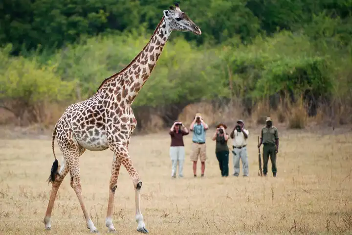 A Classic Walking Safari In Zambia HERO Thebushcampcompany