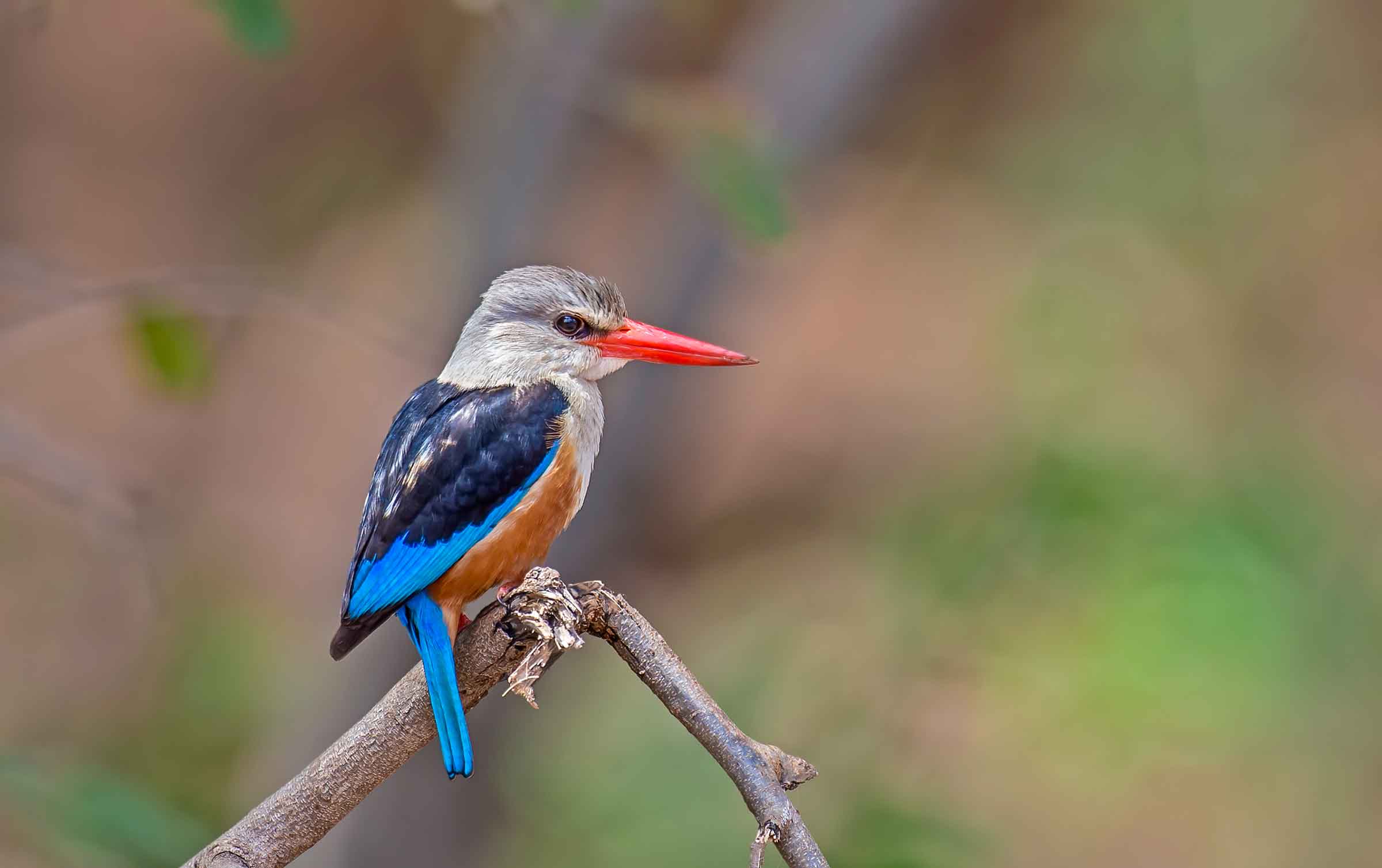 kingfisher Meru national park kenya safari
