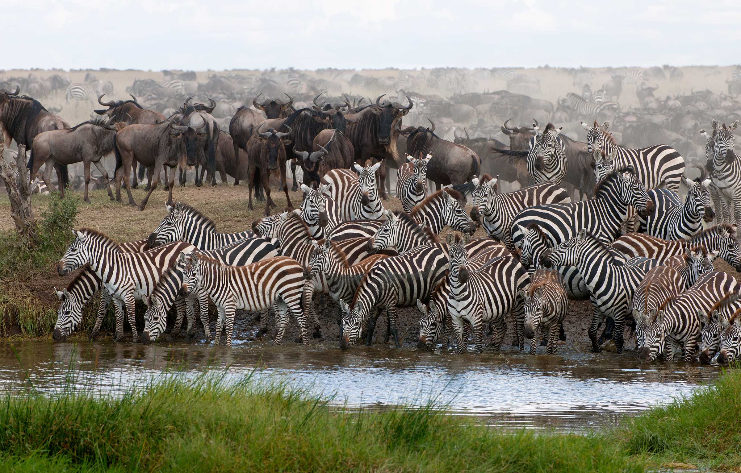 tanzania safari great migration zebra