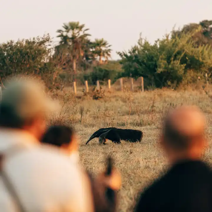 Caiman_Lodge_Safari