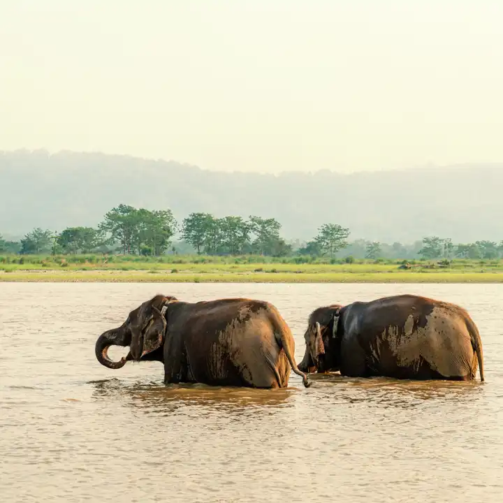 Chitwan