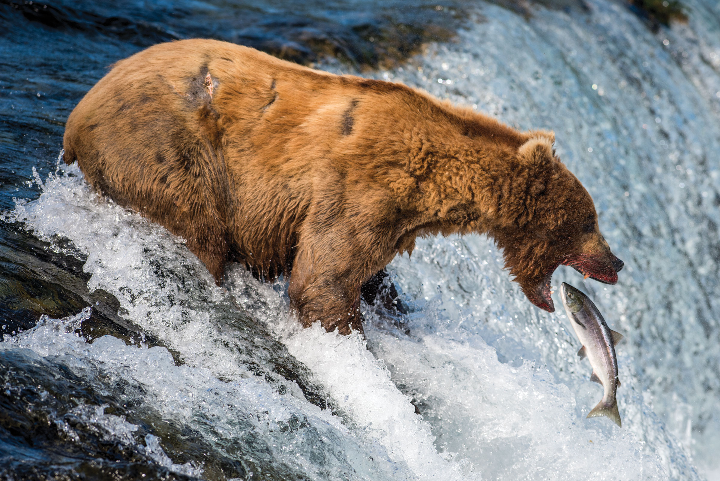 How to Photograph Animals