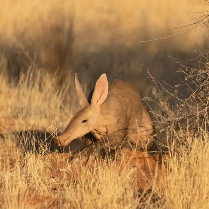 World's Most Elusive Wildlife - 5 Lesser Known Animals | Ker & Downey
