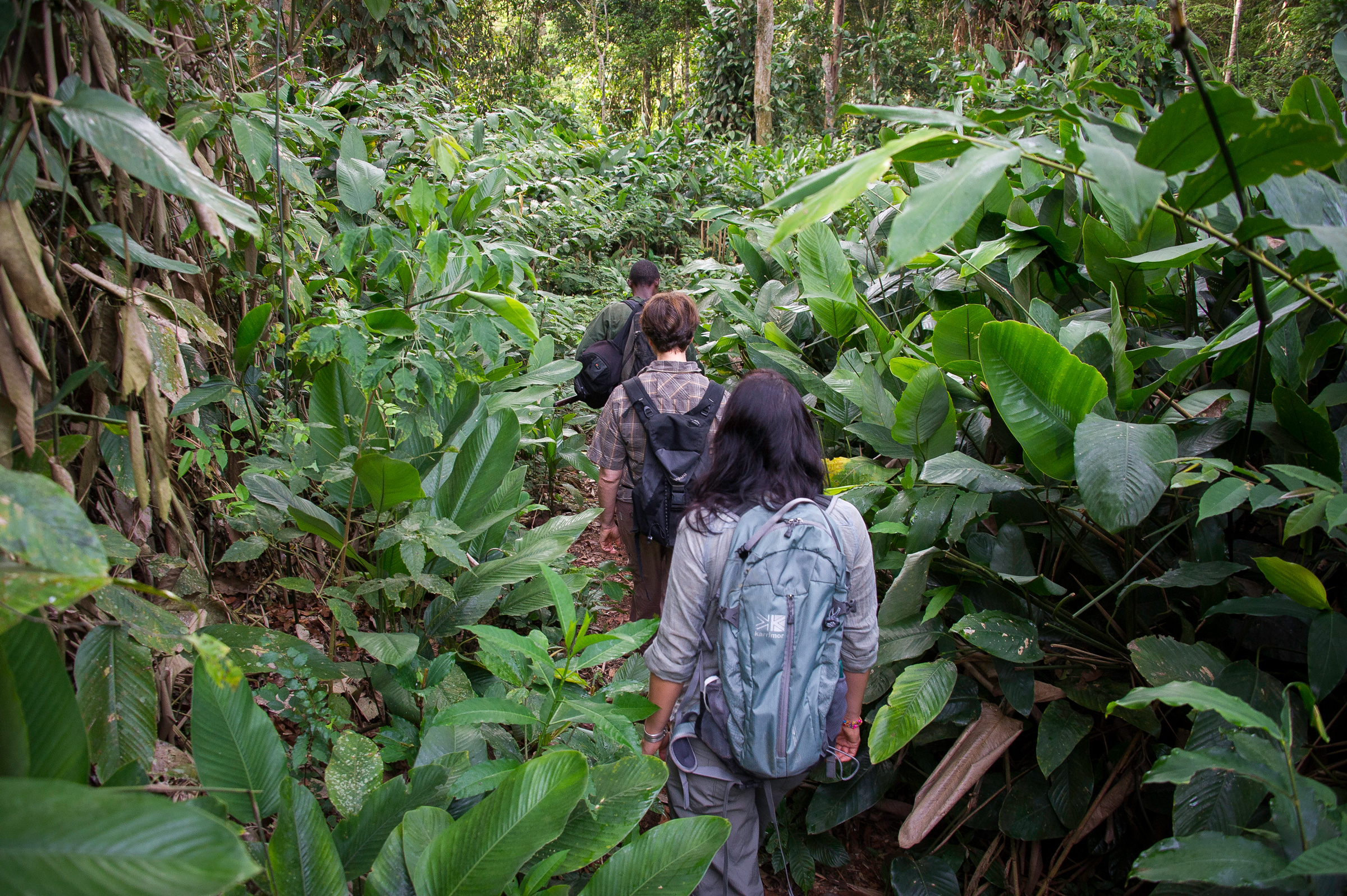 Republic_of_Congo_Odzala-Kokoua_National_Park