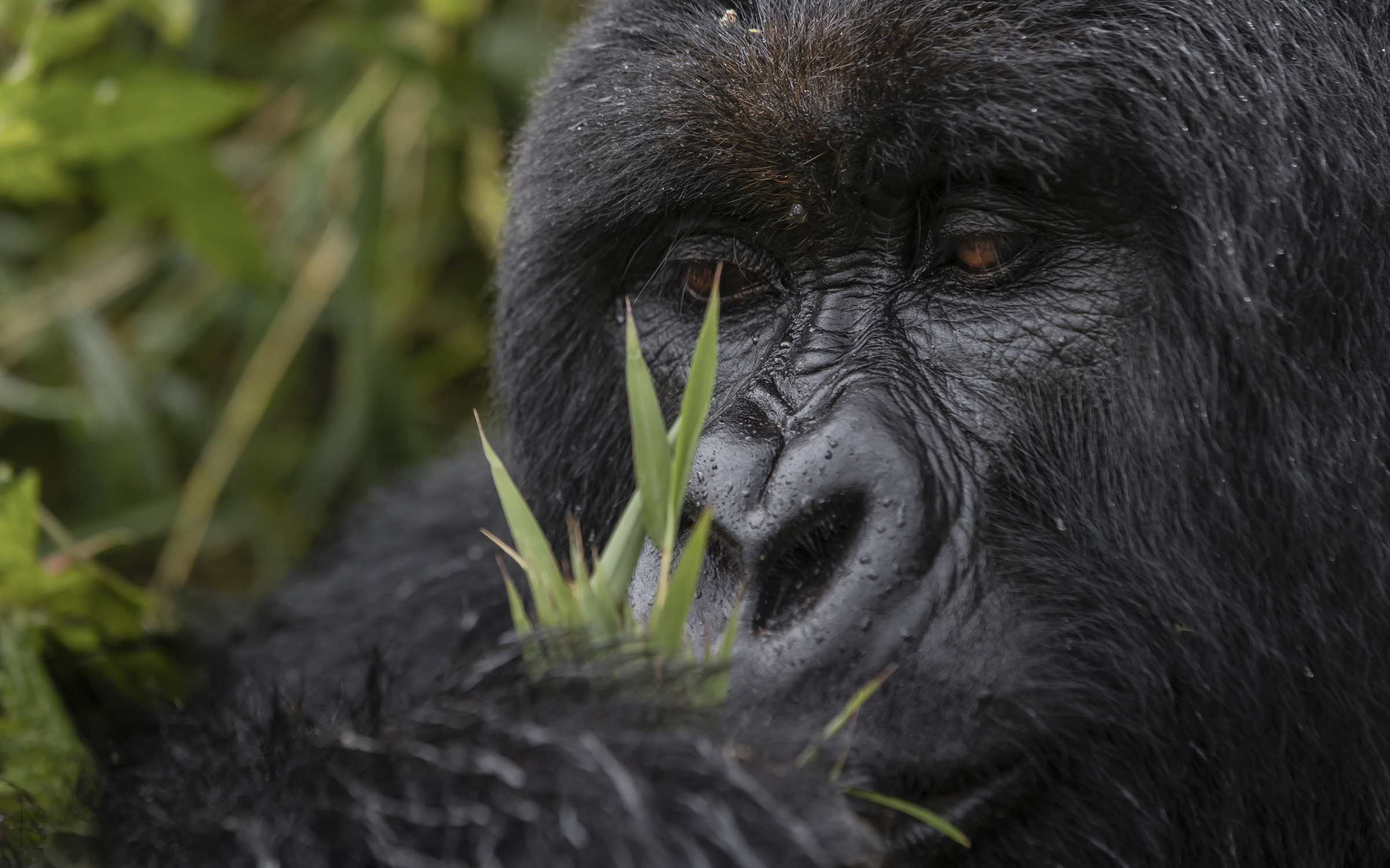 Rwanda Chimpanzee and Gorilla Trek