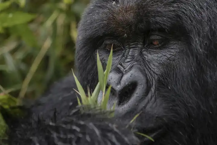 Rwanda Chimpanzee And Gorilla Trek HERO Singitakwitonda