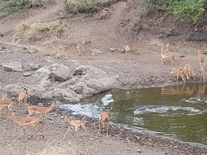 Thirsty Threats Ker&Downey Safari