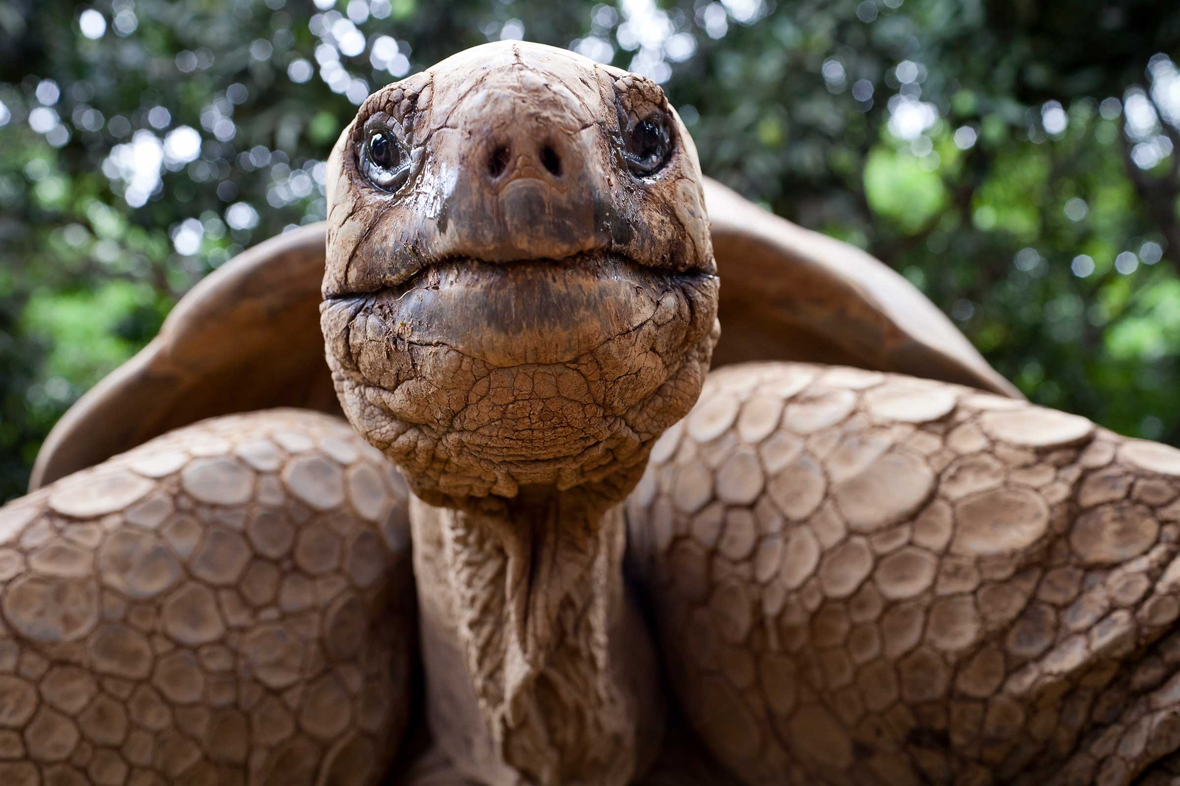 animal migrations giant tortoise Galapagos islands