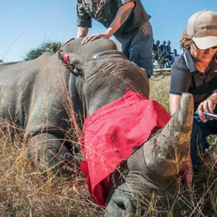 Header Image Giving Back Partners Rhinos