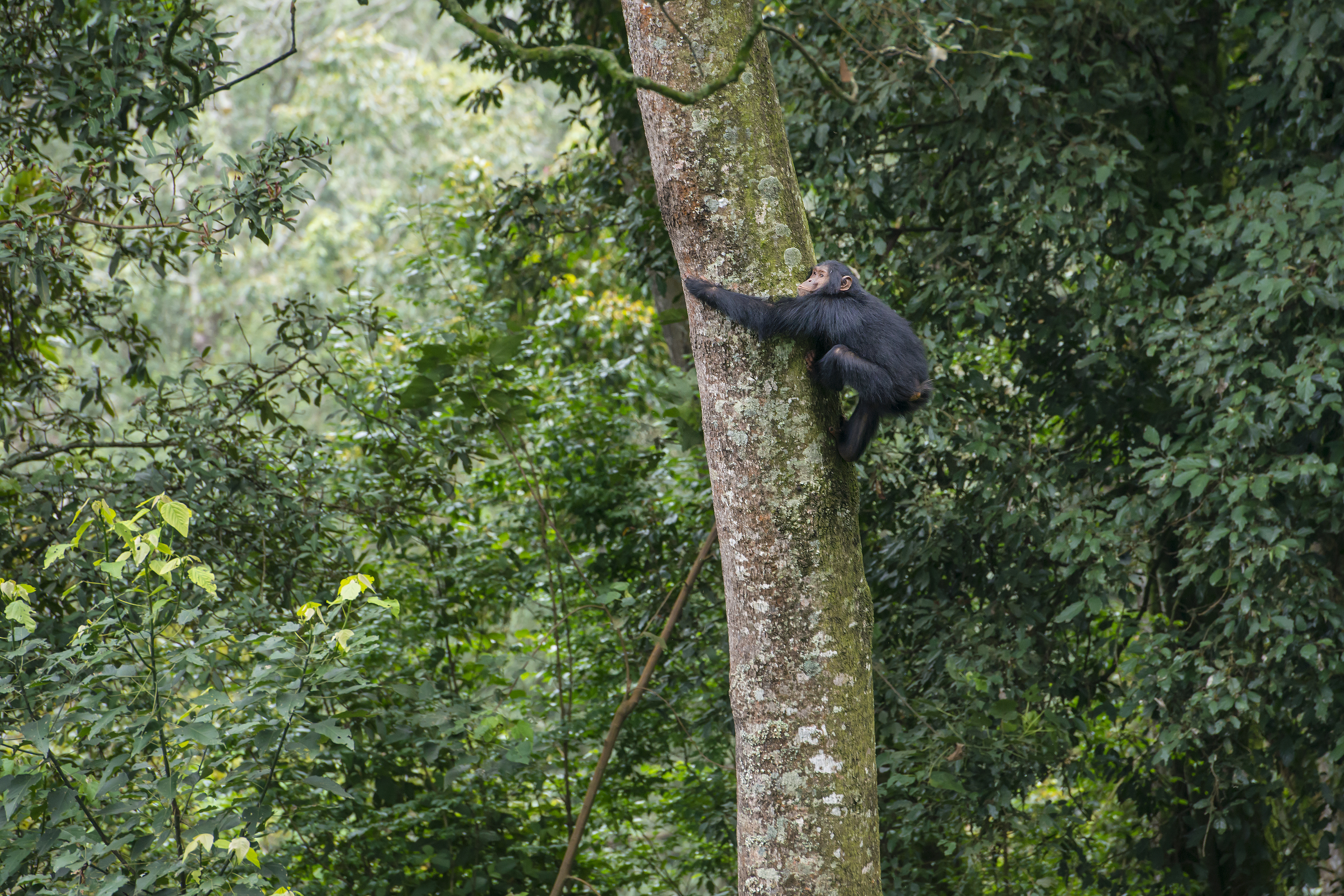 Guide to Rwanda's National Parks | Chimpanzee