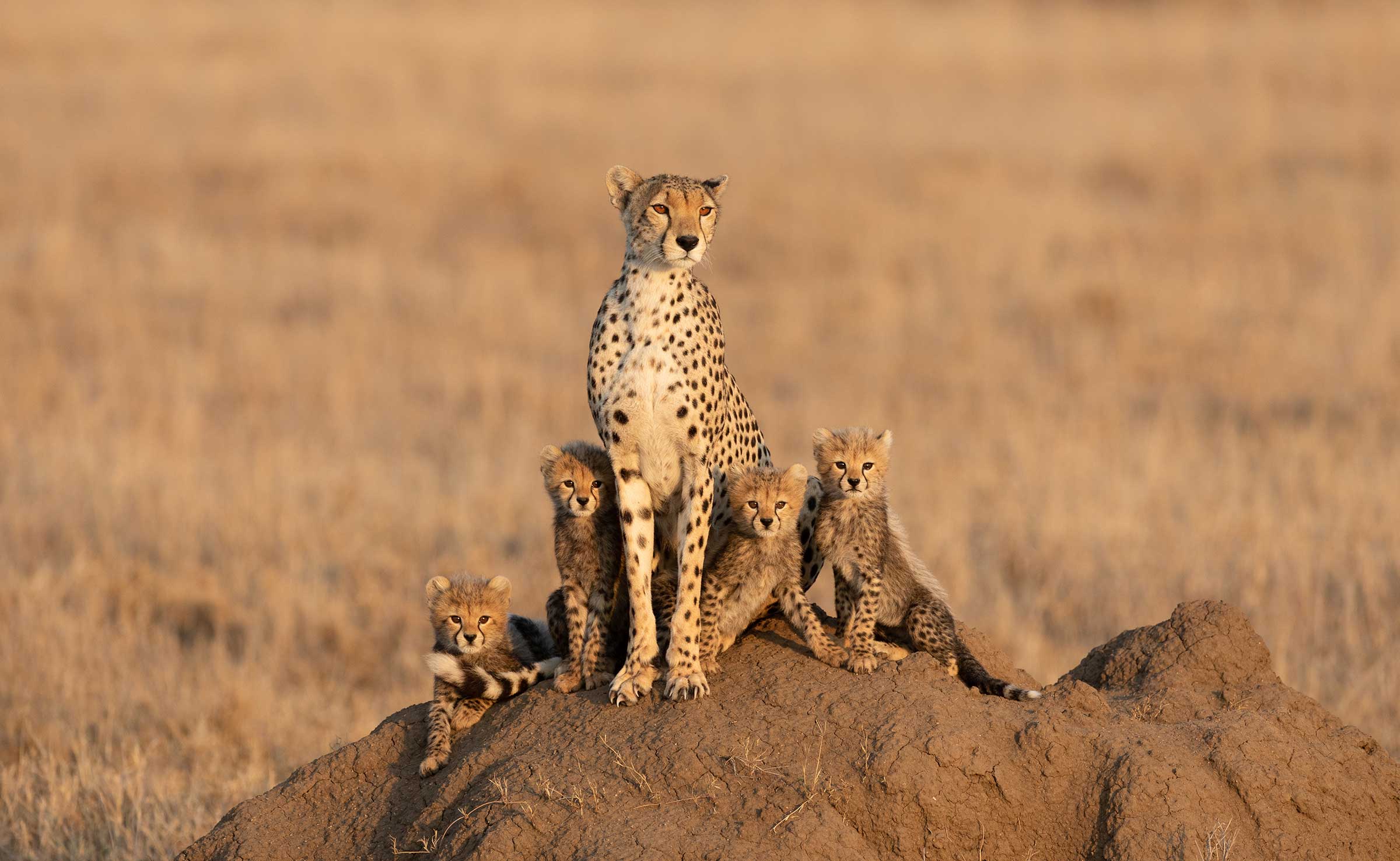 cheetah serengeti tanzania safari