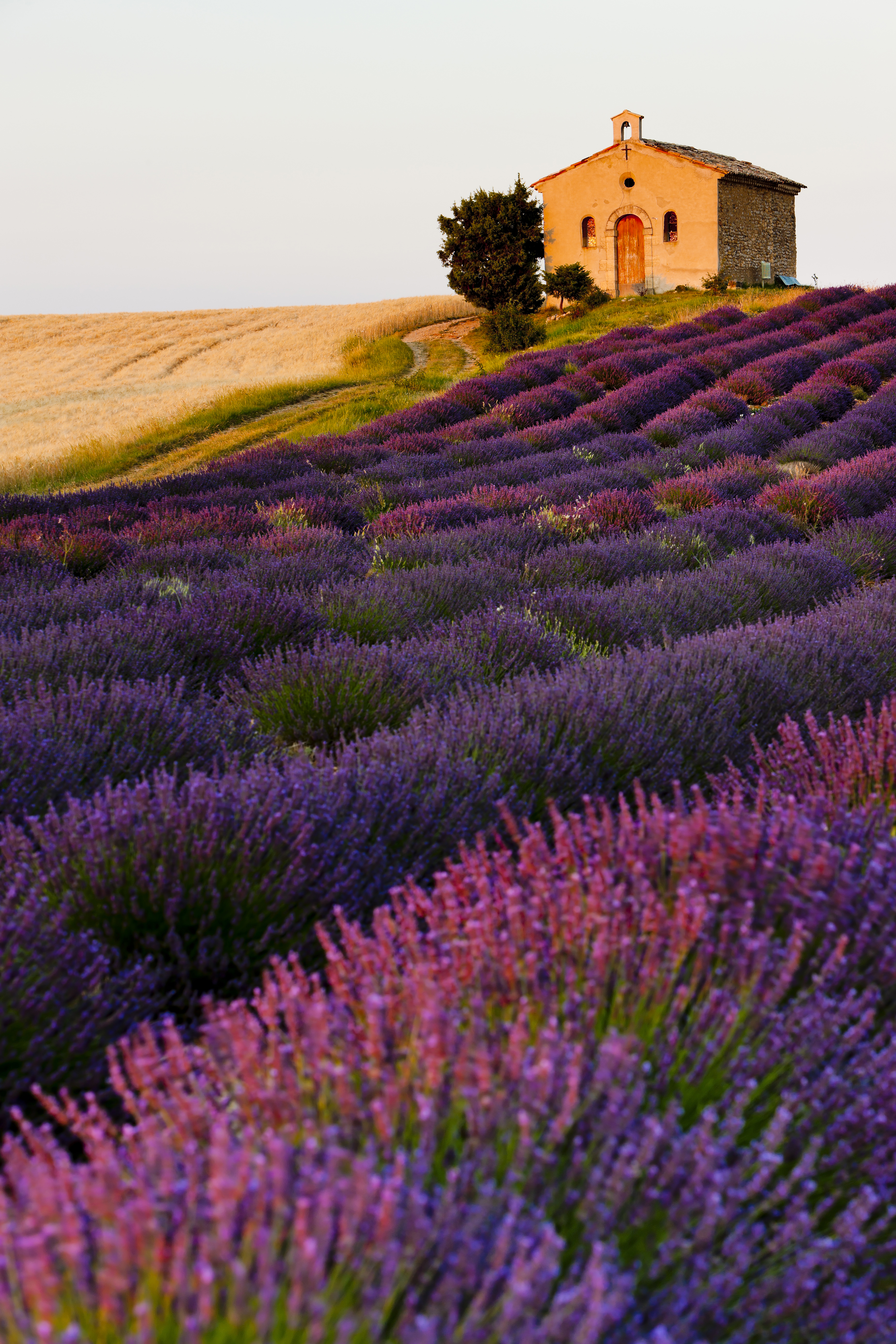 France_Provence_Lavender_Fields